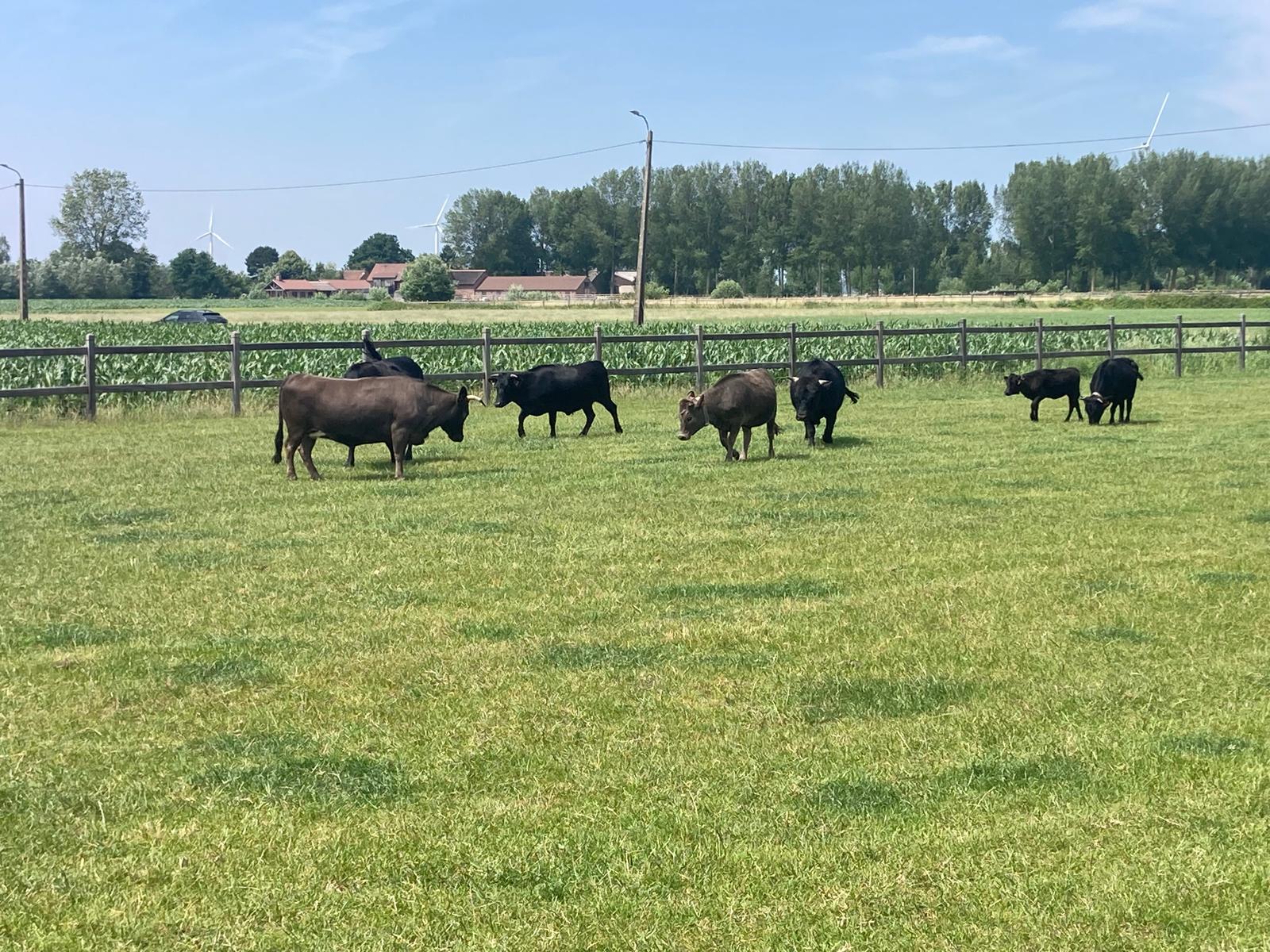 koekalfstal